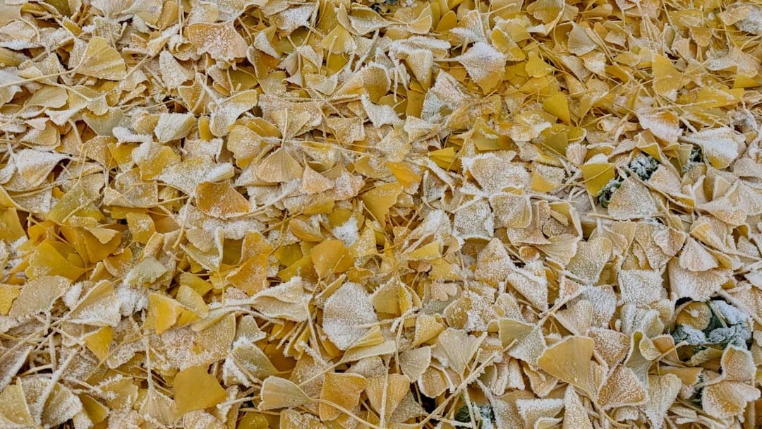 Biodegradable Electronics Cambridge Research Breakthrough
