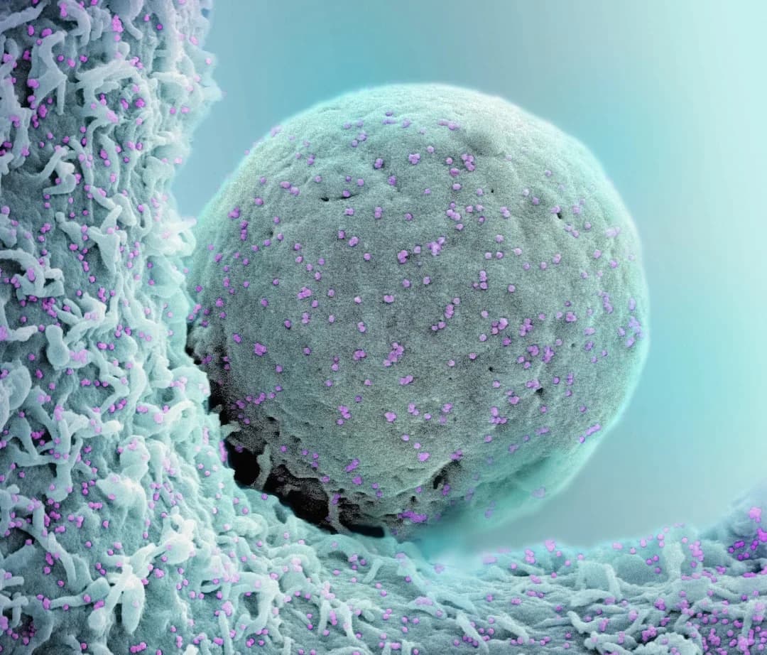 Frontiers in Stem Cell Innovation Conference 2026