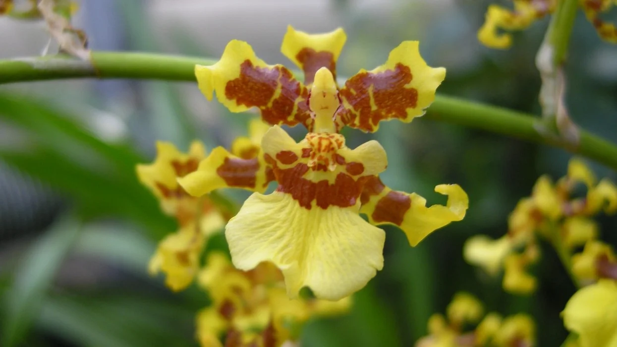 Cover Image for AI plant communication exhibition Cambridge Botanic Garden